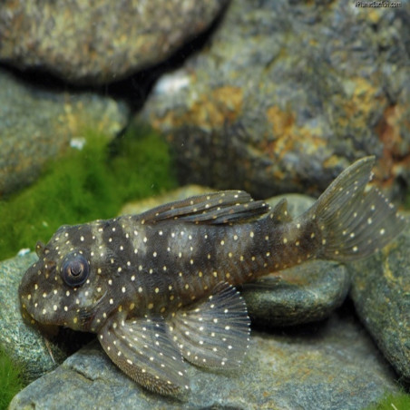 L004 HYPANCISTRUS ANGE / ANGELICUS PLECO