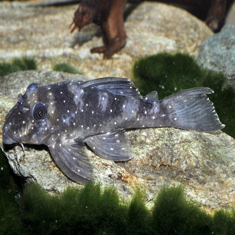 L004 HYPANCISTRUS ANGE / ANGELICUS PLECO 6cms