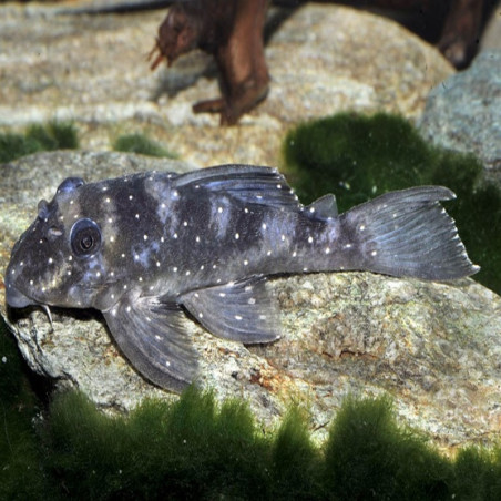 L004 HYPANCISTRUS ANGE / ANGELICUS PLECO