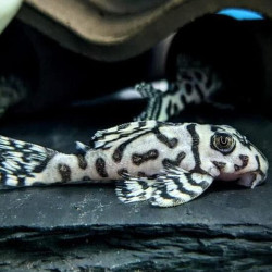 L236 SW / HYPANCISTRUS SNOW WHITE