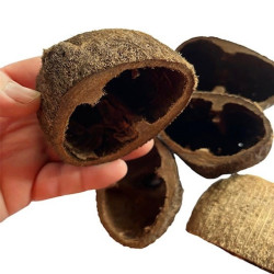 GOUSSE PALMIER / PALM PODS