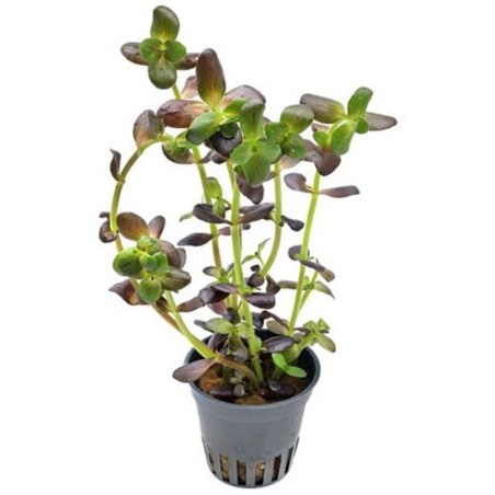 BACOPA SALZMANNII PURPLE