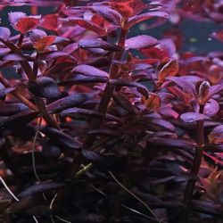 BACOPA SALZMANNII PURPLE