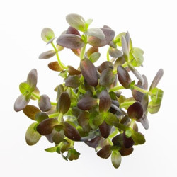 BACOPA SALZMANNII PURPLE