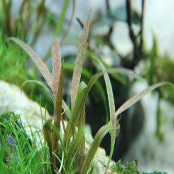 CRYPTOCORYNE ALBIDA / COSTATA