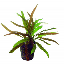 CRYPTOCORYNE ALBIDA / COSTATA