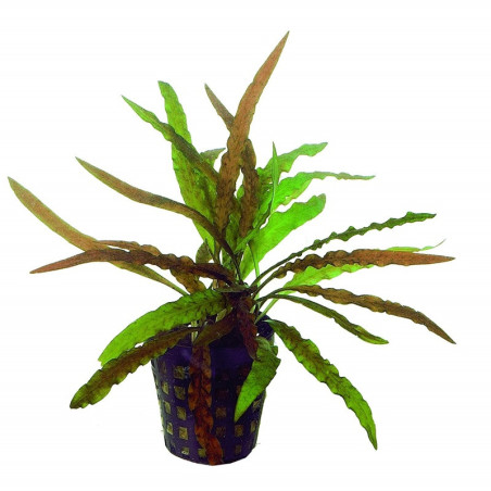 CRYPTOCORYNE ALBIDA / COSTATA