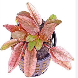 CRYPTOCORYNE FLAMINGO