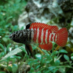 DARIO TIGRIS OU TIGER / BLACK MYANMAR