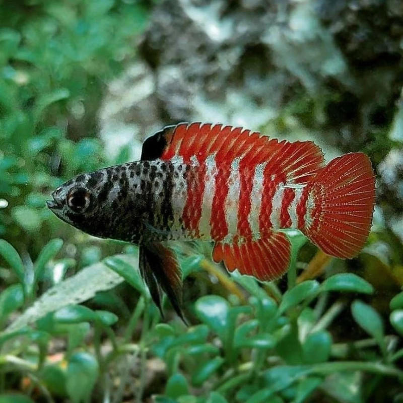 DARIO TIGRIS OU TIGER / BLACK MYANMAR DARIO TIGRIS OU TIGER / BLACK MYANMAR