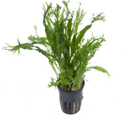 MICROSORUM PTEROPUS WINDELOW / MICROSORUM THORS HAMMER