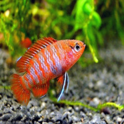DARIO DARIO / BADIS BADIS