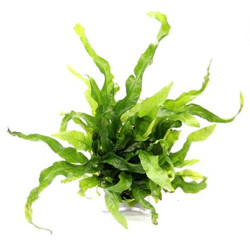 MICROSORUM PTEROPUS MINI