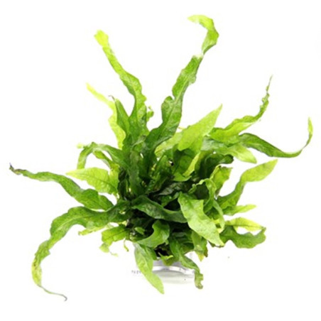 MICROSORUM PTEROPUS MINI