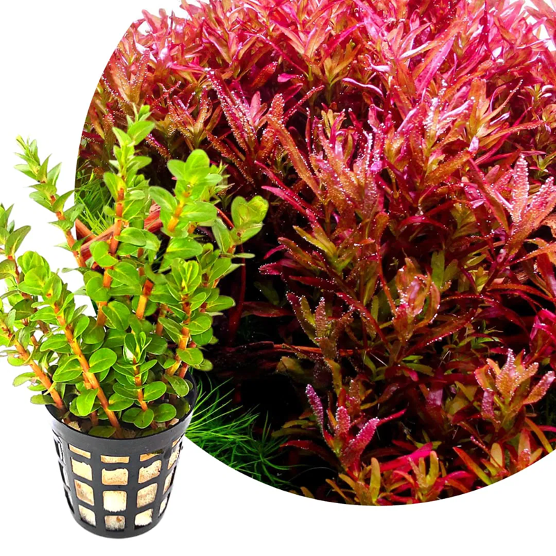 ROTALA BLOOD RED