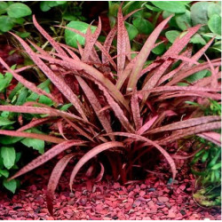 CRYPTOCORYNE PINK PANTHER