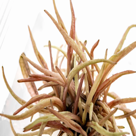 CRYPTOCORYNE PINK PANTHER