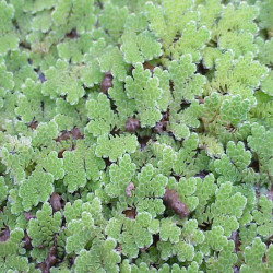 Azolla caroliniana