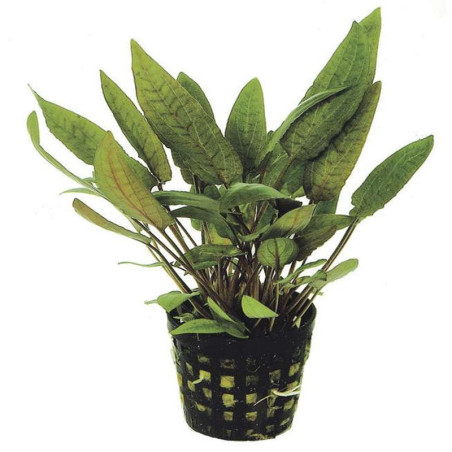 Cryptocoryne moehlmannii