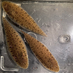 CYNOGLOSSUS PUNCTICEPS / SOLE EAU DOUCE