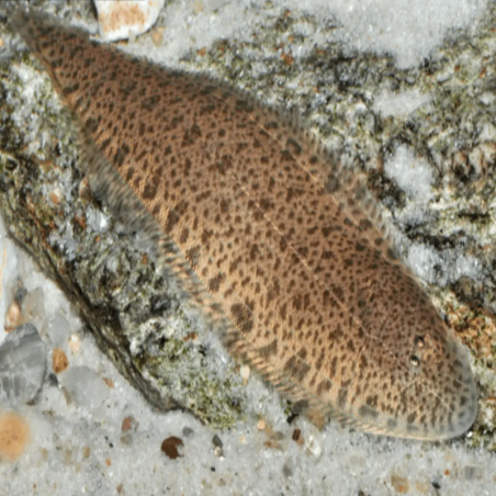 CYNOGLOSSUS PUNCTICEPS / SOLE EAU DOUCE