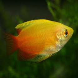 TRICHOGASTER CHUNA GOLD / COLISA CHUNA  GOLD/ COLISA SOTA GOLD