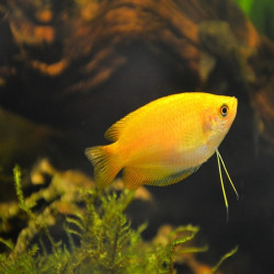 TRICHOGASTER CHUNA GOLD / COLISA CHUNA  GOLD/ COLISA SOTA GOLD