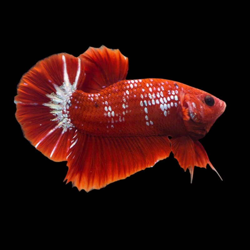 BETTA PLAKAT HELLBOY RED / PHOTO GENERIQUE