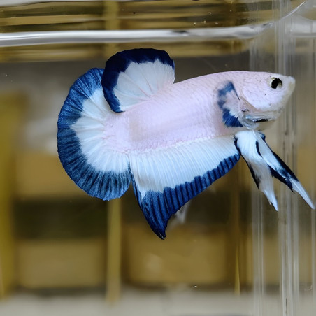 BETTA PLAKAT BLUE RIM / PHOTO GENERIQUE