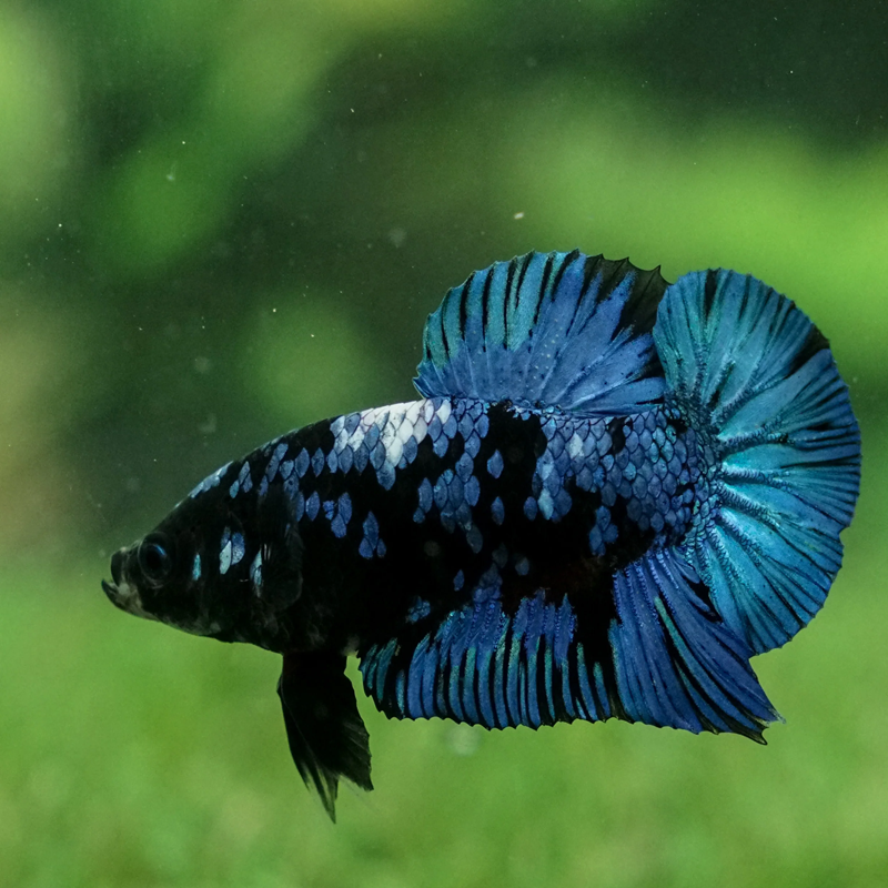 BETTA PLAKAT BLACK STAR / PHOTO GENERIQUE