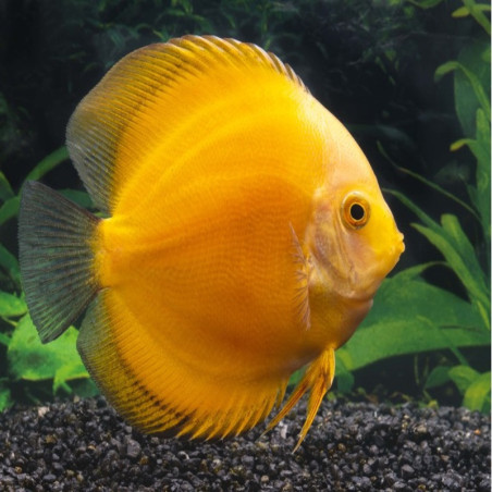 DISCUS YELLOW / GOLDEN MELON