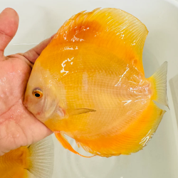 DISCUS YELLOW / GOLDEN MELON