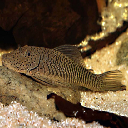 L187B CHAETOSTOMA FORMOSAE / PLECO BOULEDOGUE 5 cms