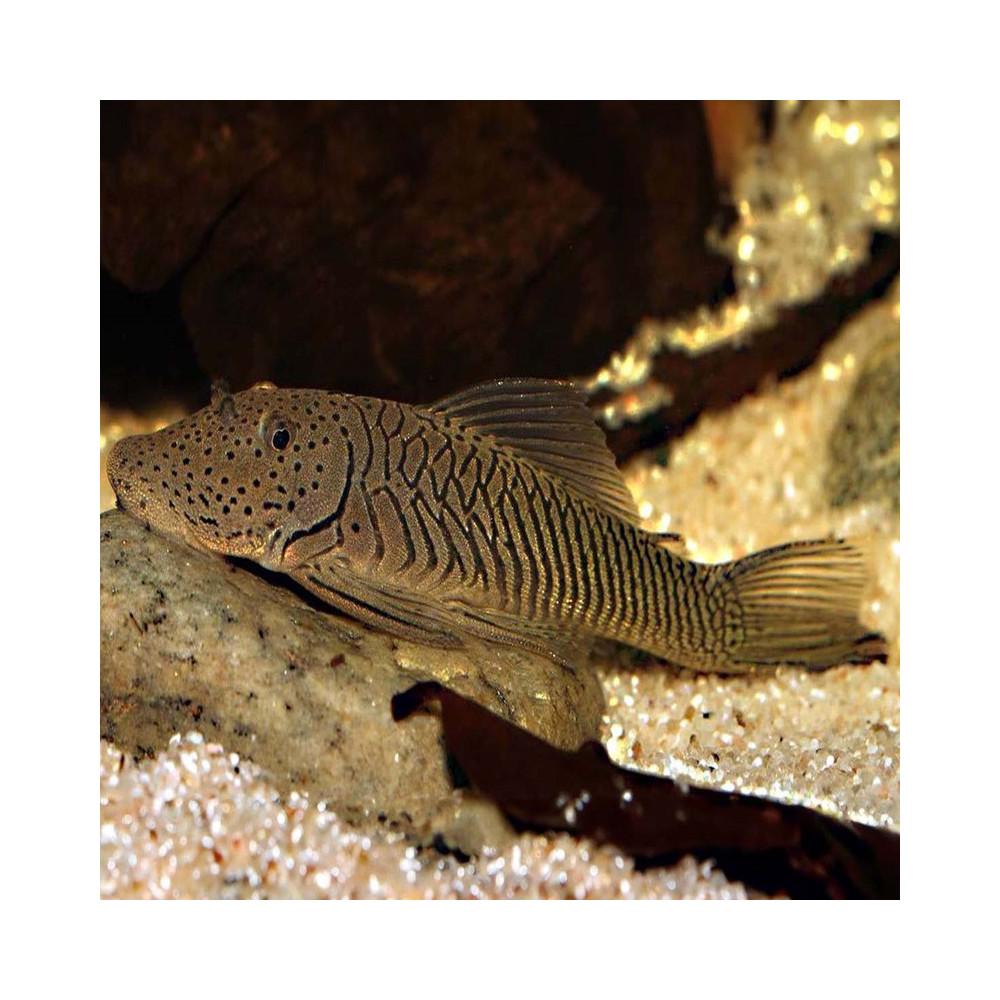 L187B L444 CHAETOSTOMA FORMOSAE / PLECO BULLDOG