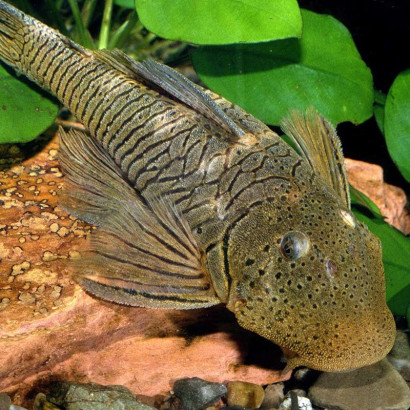 L187B L444 CHAETOSTOMUS FORMOSAE / PLECO BULLDOG