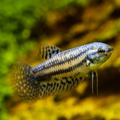 BETTA ALIEN BLUE