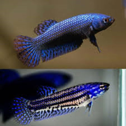 BETTA ALIEN BLUE