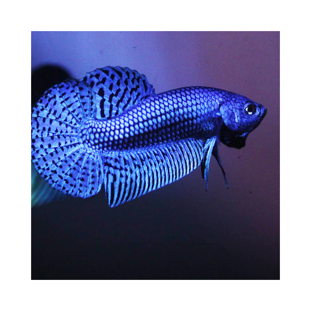 BETTA ALIEN BLUE