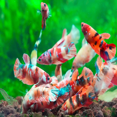 BETTA PLAKAT KOI