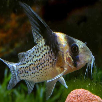 CORYDORAS BREVIROSTRIS CW27 / 3-4 cms