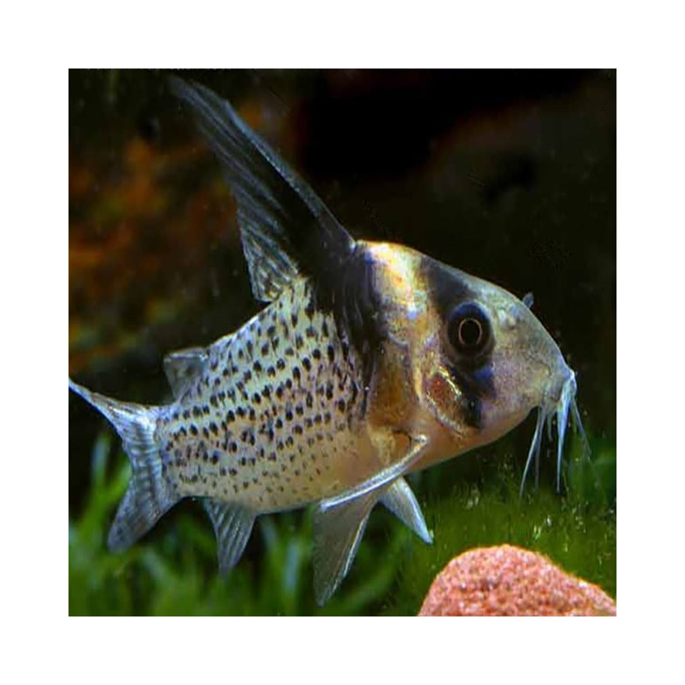 CORYDORAS BREVIROSTRIS CW27 / 3-4 cms