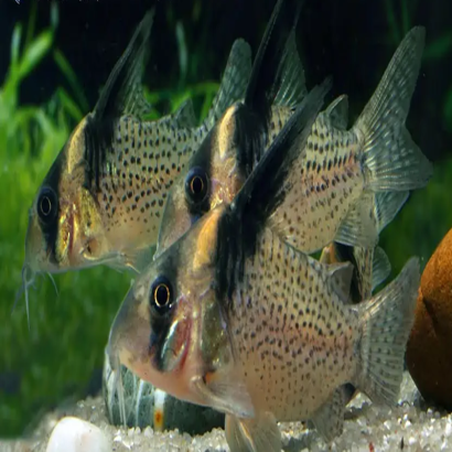 CORYDORAS BREVIROSTRIS CW27 / 3-4 cms