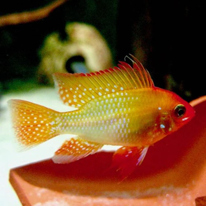PAPILIOCHRIMIS RAMIREZI RED GOLD / MIKROGEOPHAGUS RAMIREZI RED GOLD / RAMIREZI RED GOLD