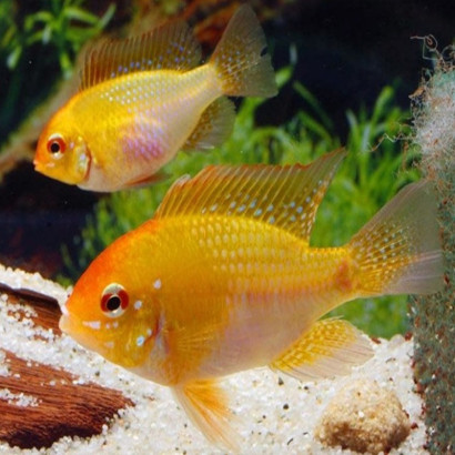 PAPILIOCHRIMIS RAMIREZI RED GOLD / MIKROGEOPHAGUS RAMIREZI RED GOLD / RAMIREZI RED GOLD