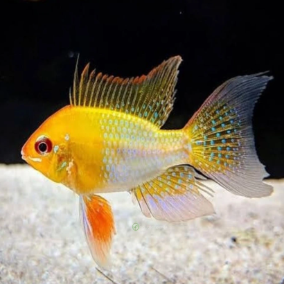 PAPILIOCHRIMIS RAMIREZI RED GOLD / MIKROGEOPHAGUS RAMIREZI RED GOLD / RAMIREZI RED GOLD