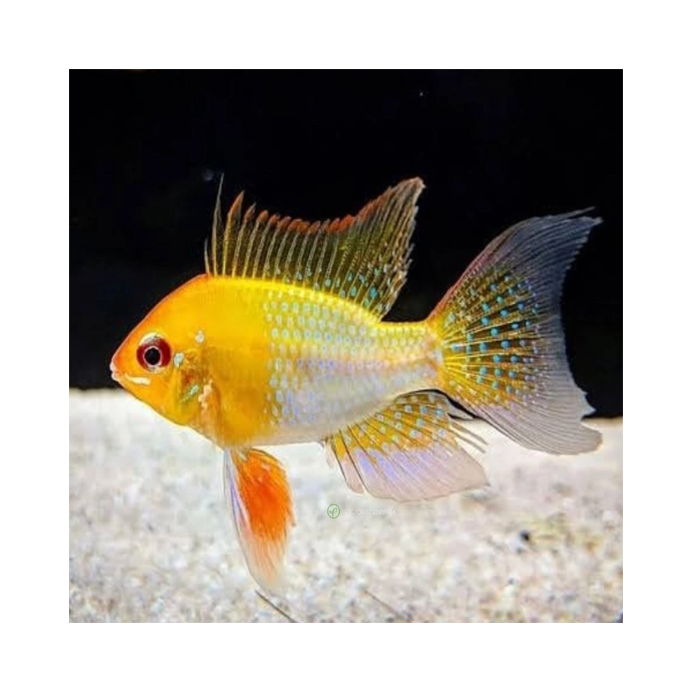 PAPILIOCHRIMIS RAMIREZI RED GOLD / MIKROGEOPHAGUS RAMIREZI RED GOLD / RAMIREZI RED GOLD