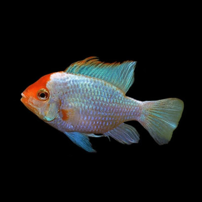 PAPILIOCHROMIS RAMIREZI BLUE RED HEAD / RAMIREZI BLUE RED HEAD / MIKROGEOPHAGUS RAMIREZI RED GOLD