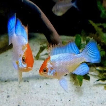 PAPILIOCHRIMIS RAMIREZI BLUE RED HEAD 3-4 cms