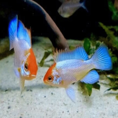 PAPILIOCHROMIS RAMIREZI BLUE RED HEAD / RAMIREZI BLUE RED HEAD / MIKROGEOPHAGUS RAMIREZI RED GOLD