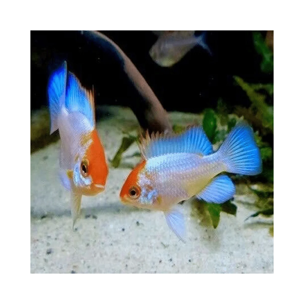 PAPILIOCHROMIS RAMIREZI BLUE RED HEAD / RAMIREZI BLUE RED HEAD / MIKROGEOPHAGUS RAMIREZI RED GOLD
